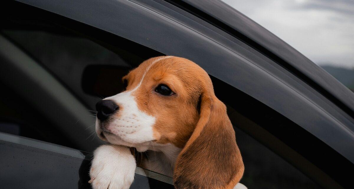 Découvrez cinq bonnes raisons de participer au festival Chien et chat à Vire Normandie, les 30 et 31 août découvrez le festival chien et chat à vire : une journée conviviale dédiée aux amoureux des animaux, avec des animations, des rencontres, des démonstrations et des conseils pour le bien-être de vos compagnons à quatre pattes.
