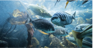 Découvrez pourquoi Océanopolis à Brest est la destination incontournable pendant les vacances de la Toussaint découvrez océanopolis pendant les vacances de la toussaint : animations familiales, expositions marines et ateliers pour enfants. vivez une aventure unique au cœur des océans à brest !