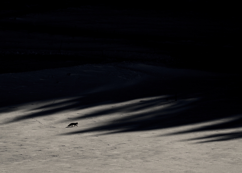 découvrez les raisons captivantes d'explorer le chant des forêts et laissez-vous envoûter par leurs sons apaisants et mystérieux.
