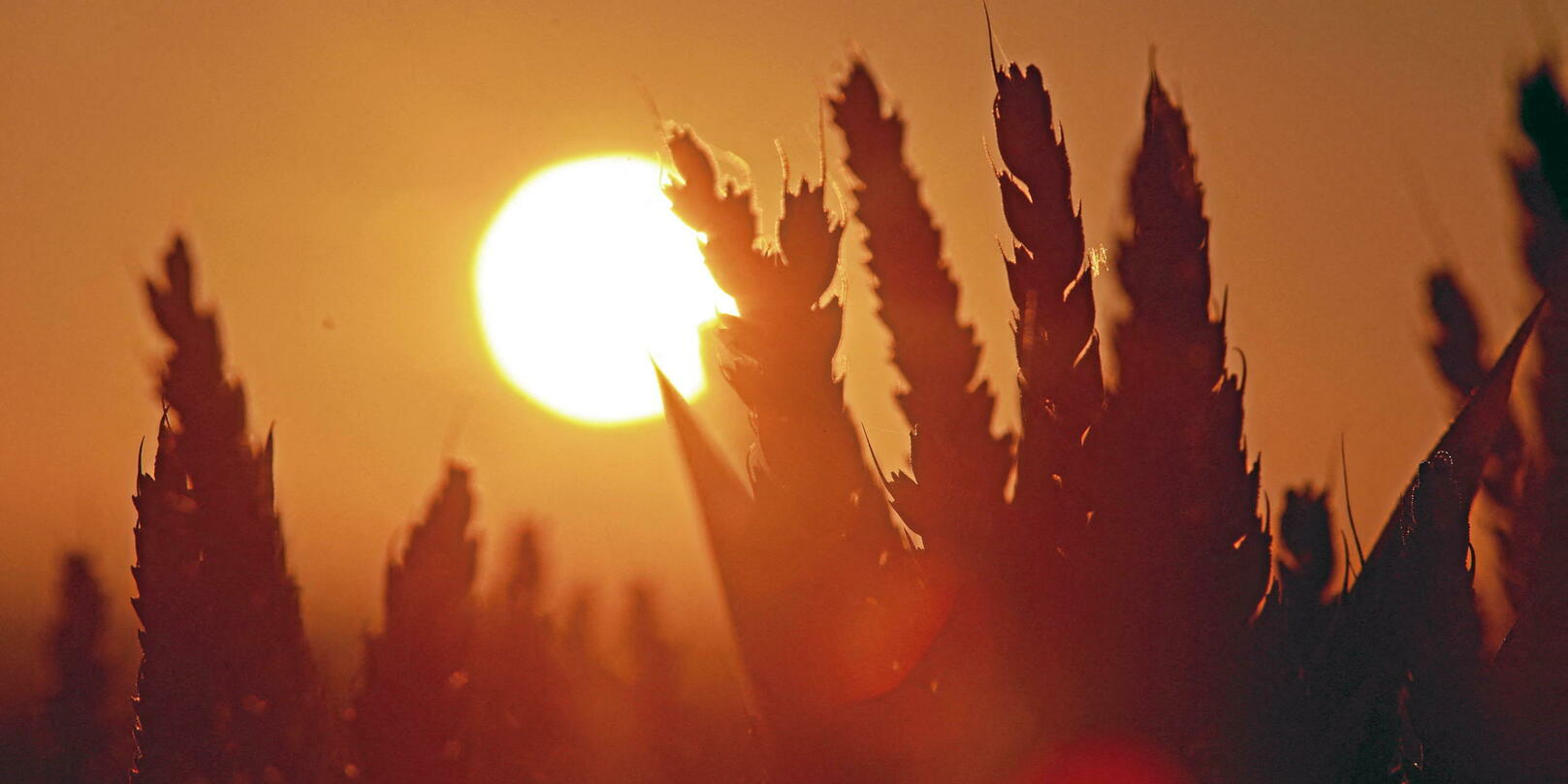 découvrez les raisons passionnantes pour lesquelles les saisons méritent d'être explorées et appréciées tout au long de l'année.