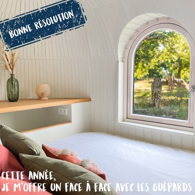 découvrez les raisons incontournables de visiter le safari de peaugres cet hiver 2025 : paysages enneigés, animaux actifs malgré la saison, animations hivernales et moments uniques en famille.