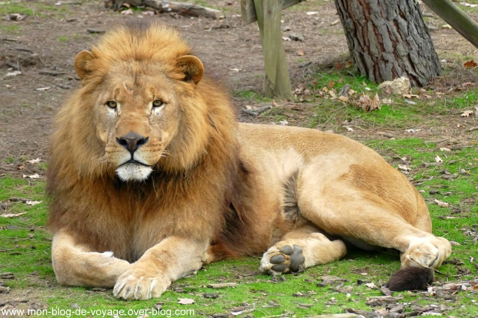 découvrez pourquoi visiter le safari de peaugres cet hiver 2025 est une expérience unique : paysages enneigés, animaux en pleine activité, animations spéciales et moments inoubliables pour toute la famille.