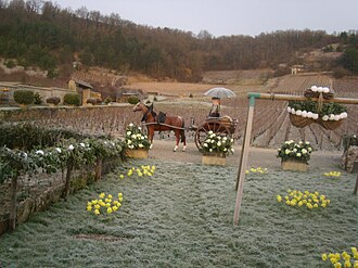 découvrez les meilleures raisons de célébrer la saint-vincent en saône-et-loire, une tradition viticole riche en festivités, convivialité et découvertes locales.