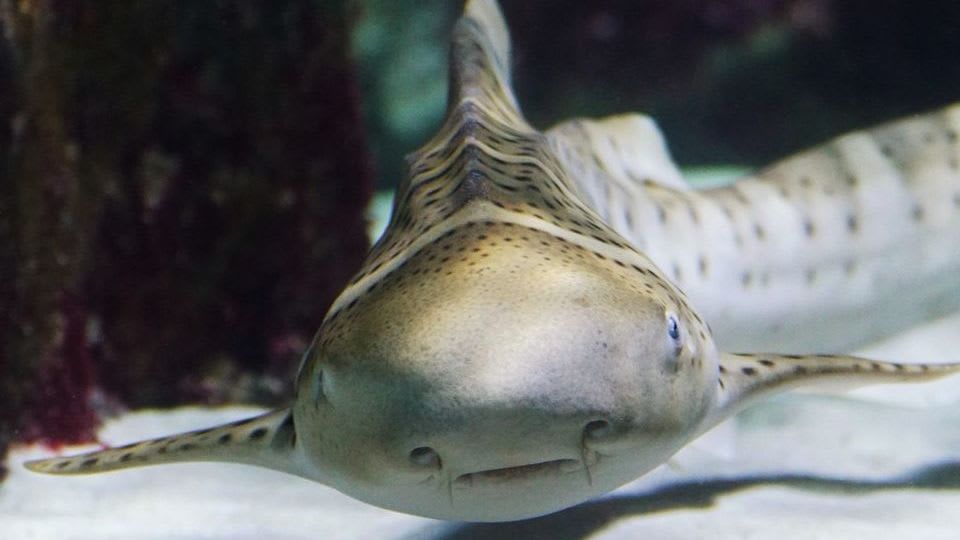découvrez les raisons incontournables de visiter l'aquarium de lyon, un lieu fascinant pour toute la famille avec ses nombreuses espèces marines et ses animations éducatives.