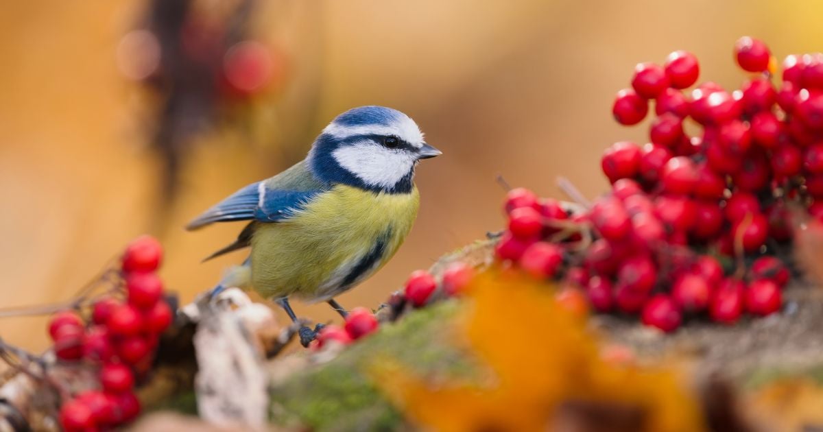 découvrez pourquoi les granges rouges sont si courantes, leur origine historique, et la signification de cette couleur dans l'architecture rurale.